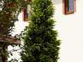 Picea abies Cupressina IMG_0832 Świerk pospolity